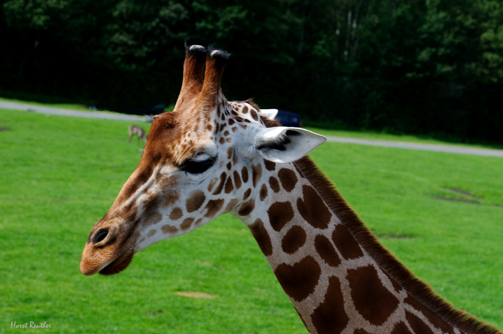 Ein Giraffenportrait