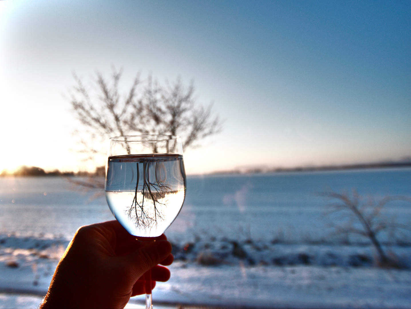 Ein Glas Baum