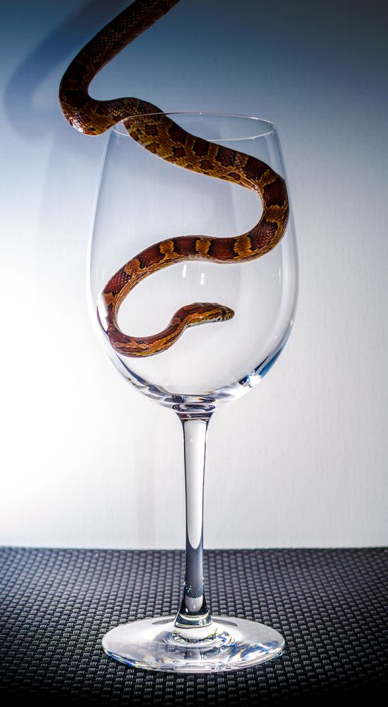 ein Glas Schlange