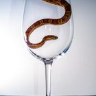 ein Glas Schlange