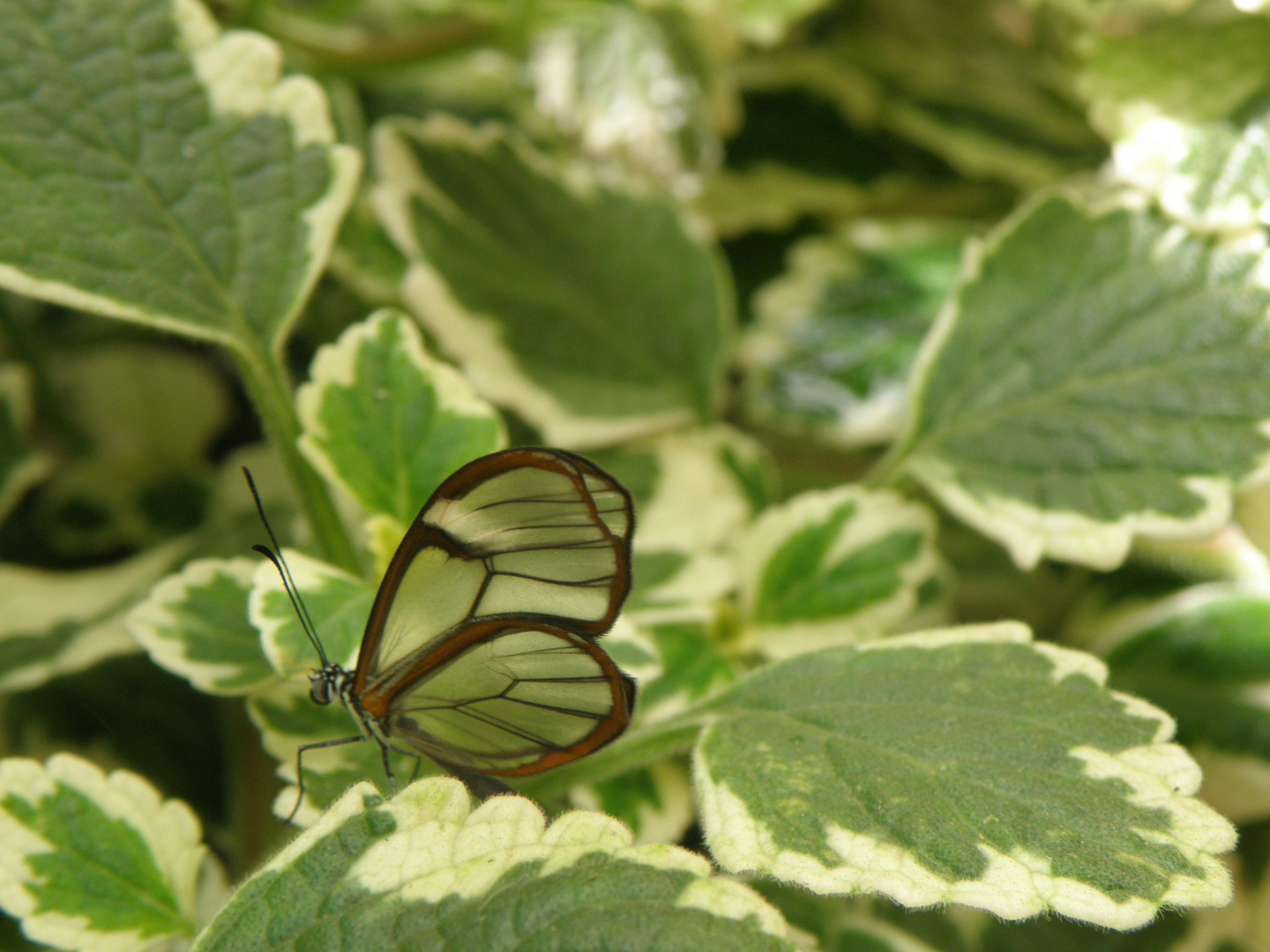 Ein Glasflügelschmetterling