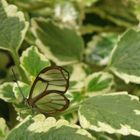 Ein Glasflügelschmetterling