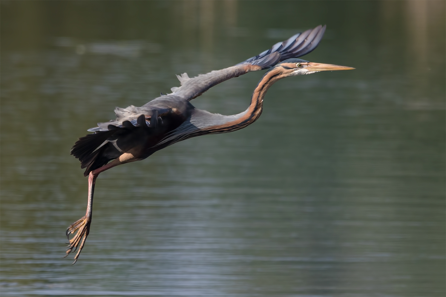 Ein Gleitflieger ....