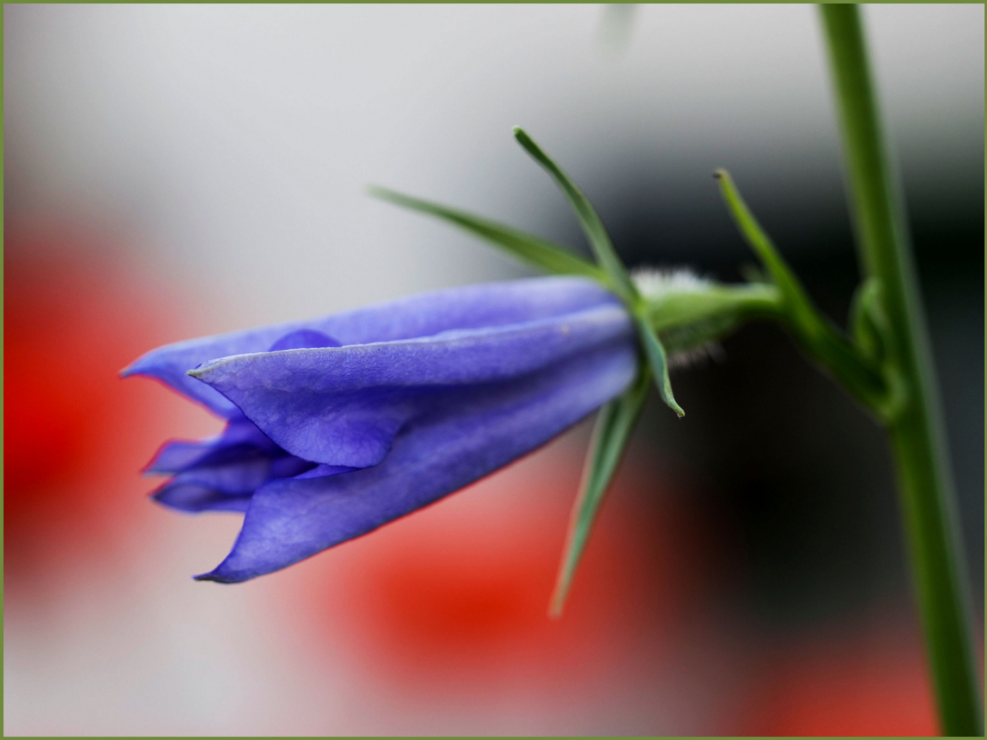 Ein Glockenblümchen zum Blue Monday