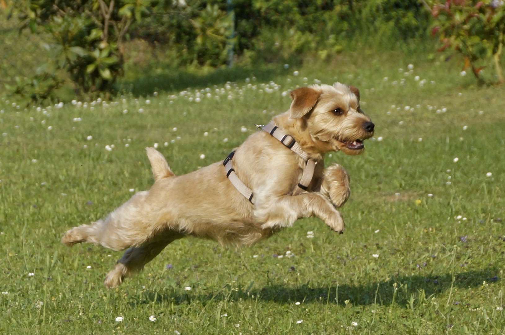 Ein glücklicher Hund