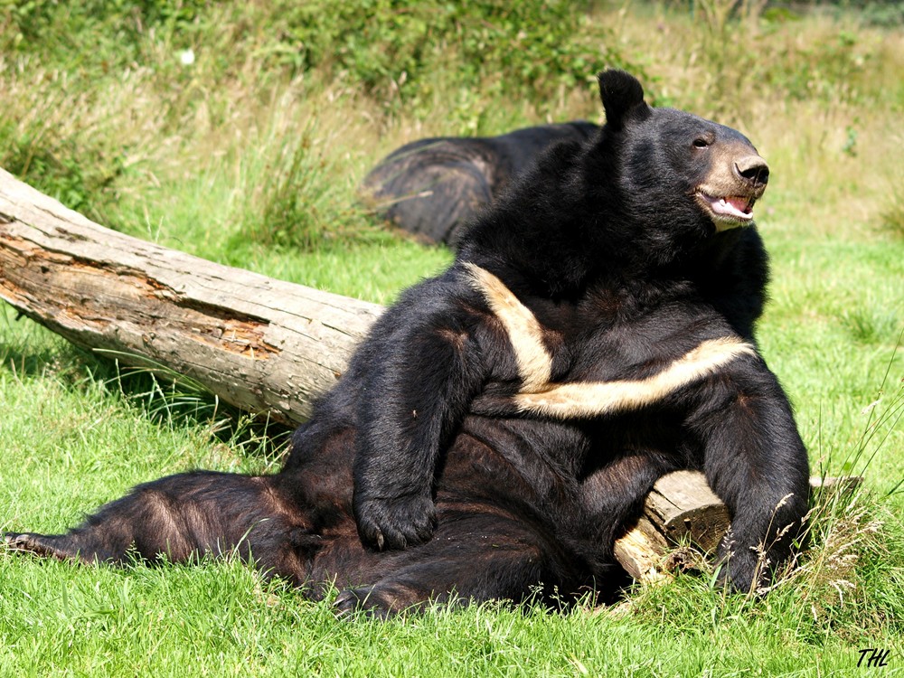 Ein glücklicher Kragenbär.....