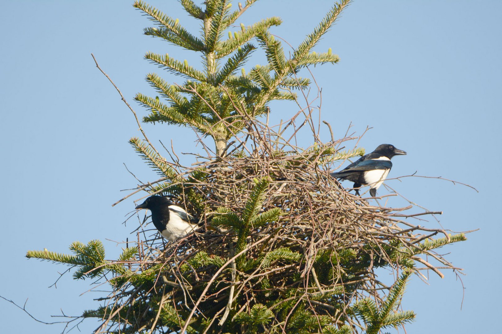 Ein glücklicher Schuss: Beide Elstern an ihrem Nest