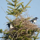 Ein glücklicher Schuss: Beide Elstern an ihrem Nest