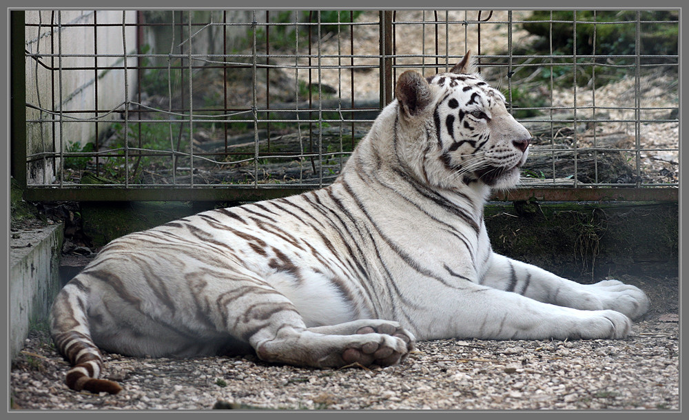 Ein glücklicher weisser Tiger?