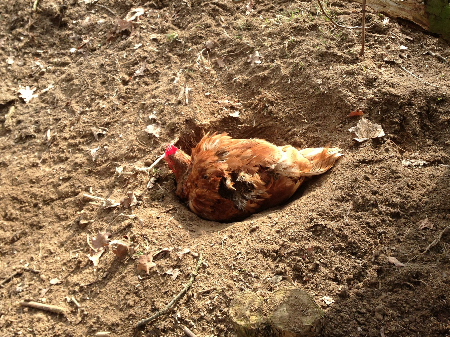 ein glückliches huhn..