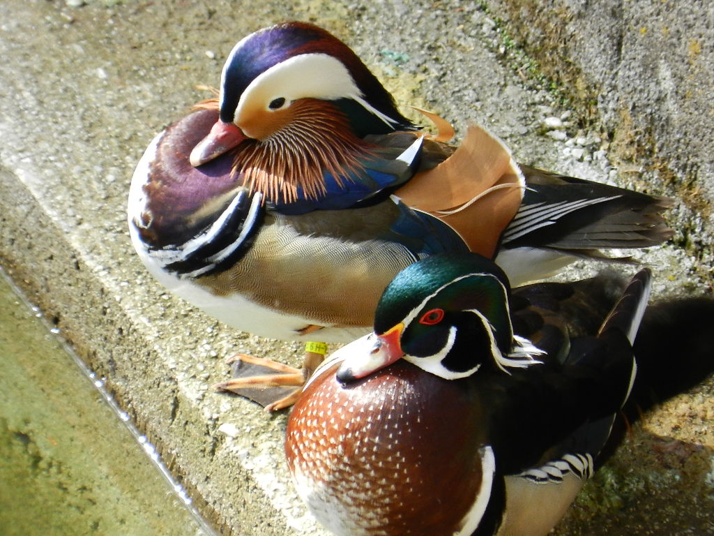 Ein Glückliches Pärchen