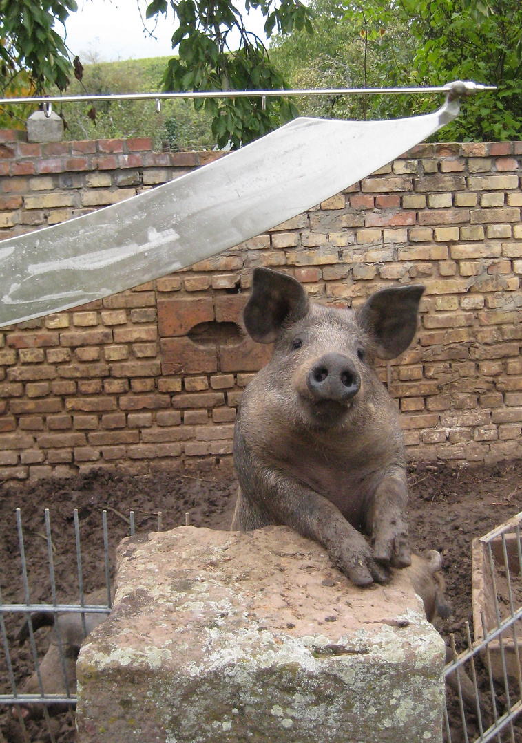 ein glückliches Schwein...