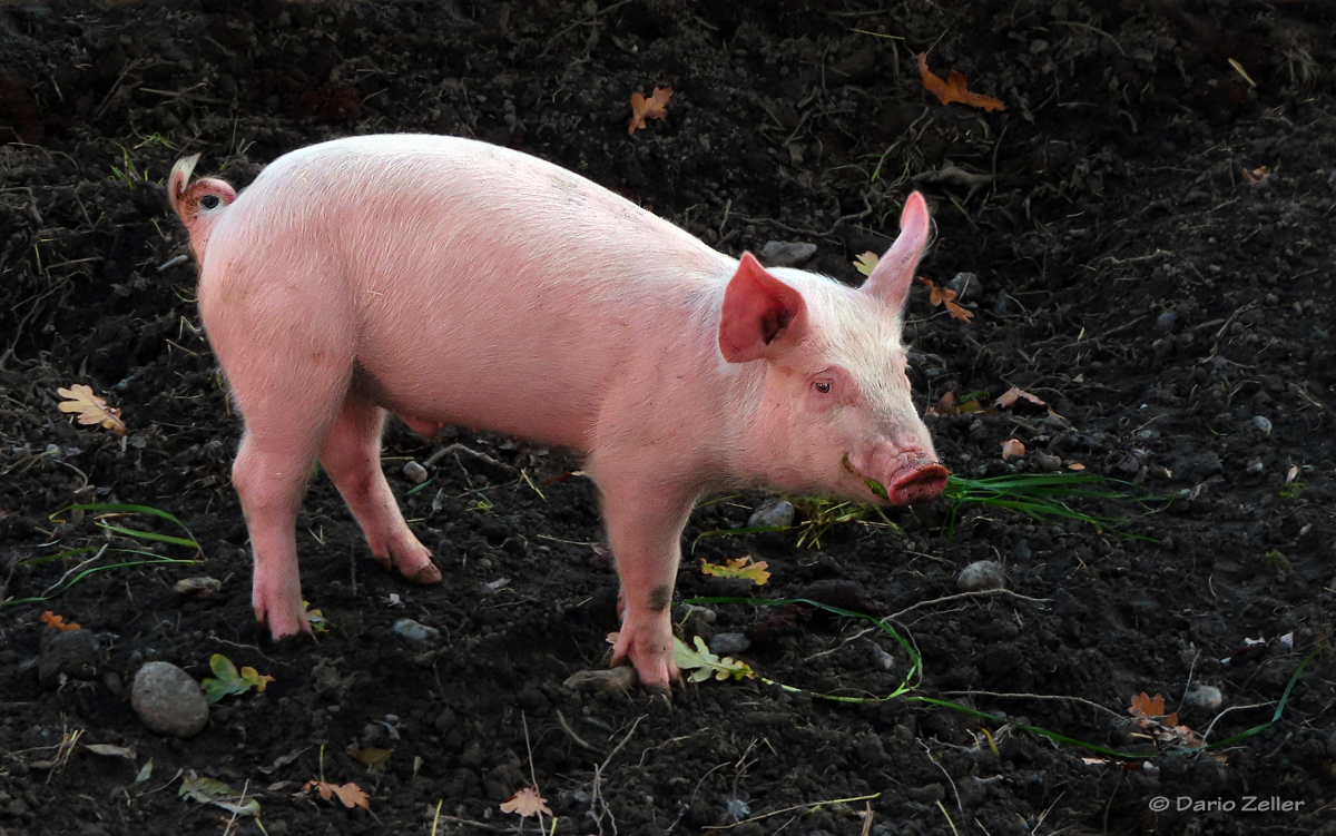 Ein glückliches Schwein