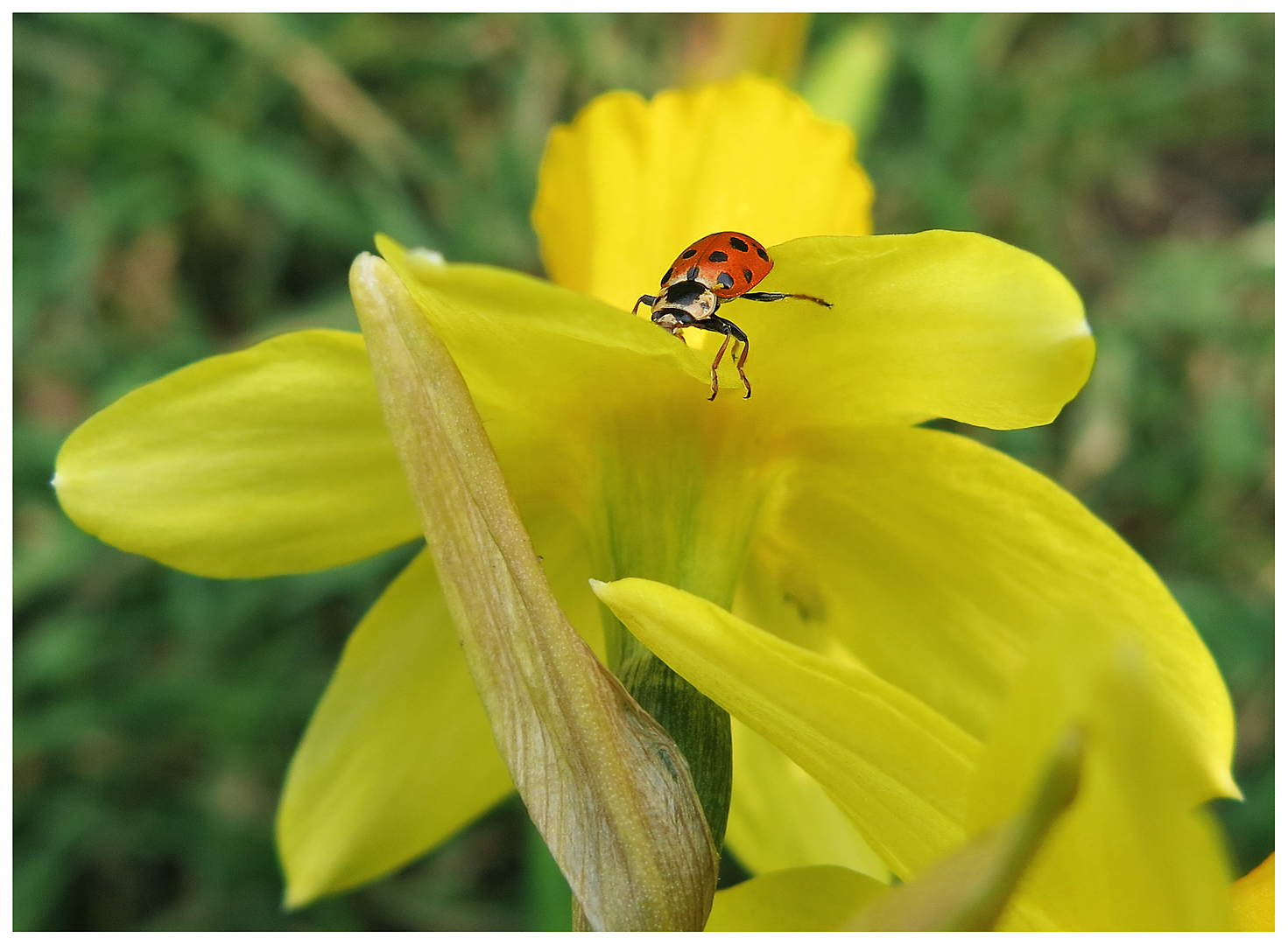 Ein Glücksbote für den Frühling...