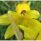 Ein Glücksbote für den Frühling...