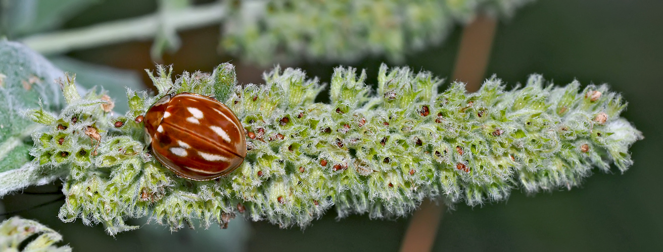 Ein Glückskäfer! Längsstreifiger Marienkäfer (Myzia oblongoguttata) - Coccinelle zébrée.  