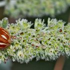 Ein Glückskäfer! Längsstreifiger Marienkäfer (Myzia oblongoguttata) - Coccinelle zébrée.  