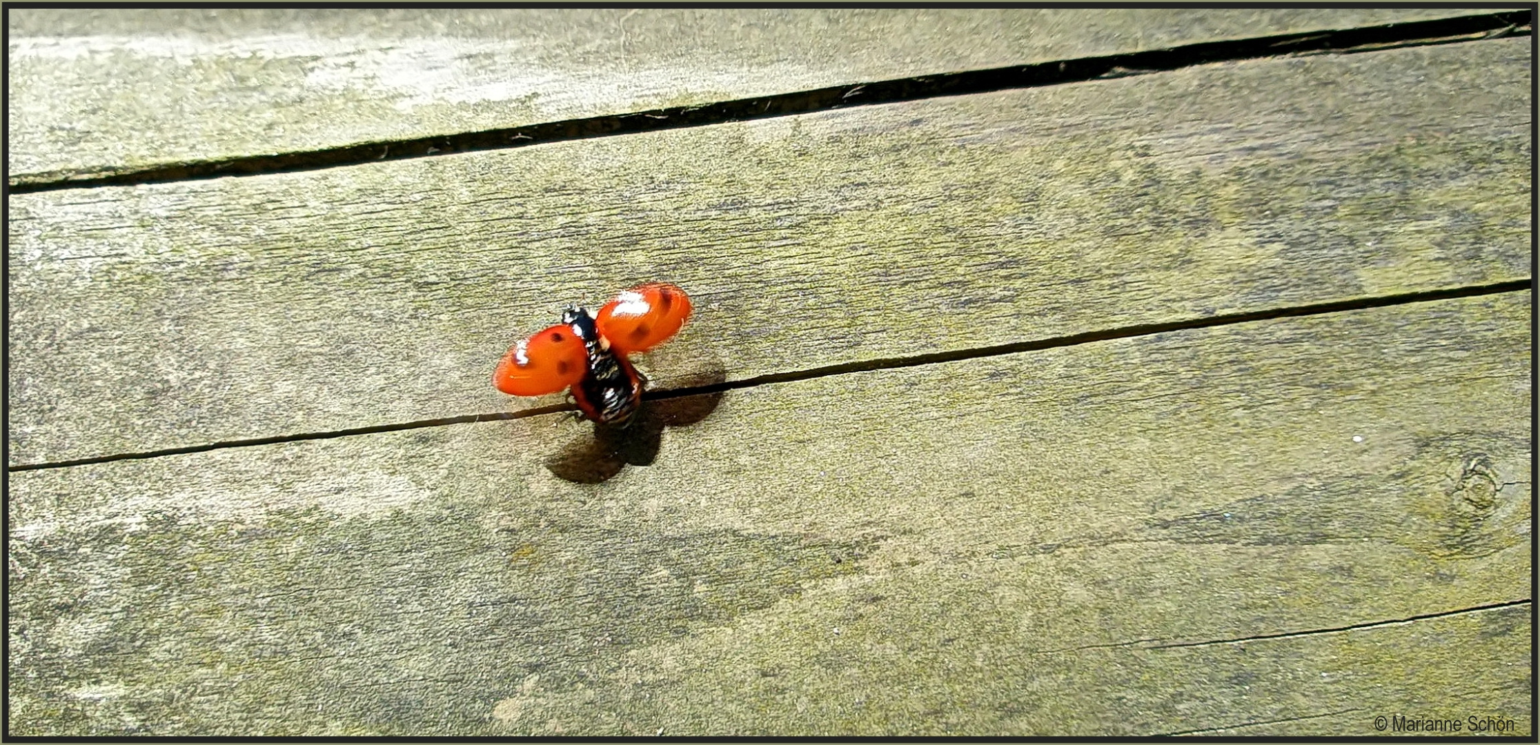 Ein Glückskäferchen ...