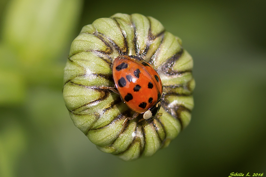 Ein Glückskäferchen im Blütenbett