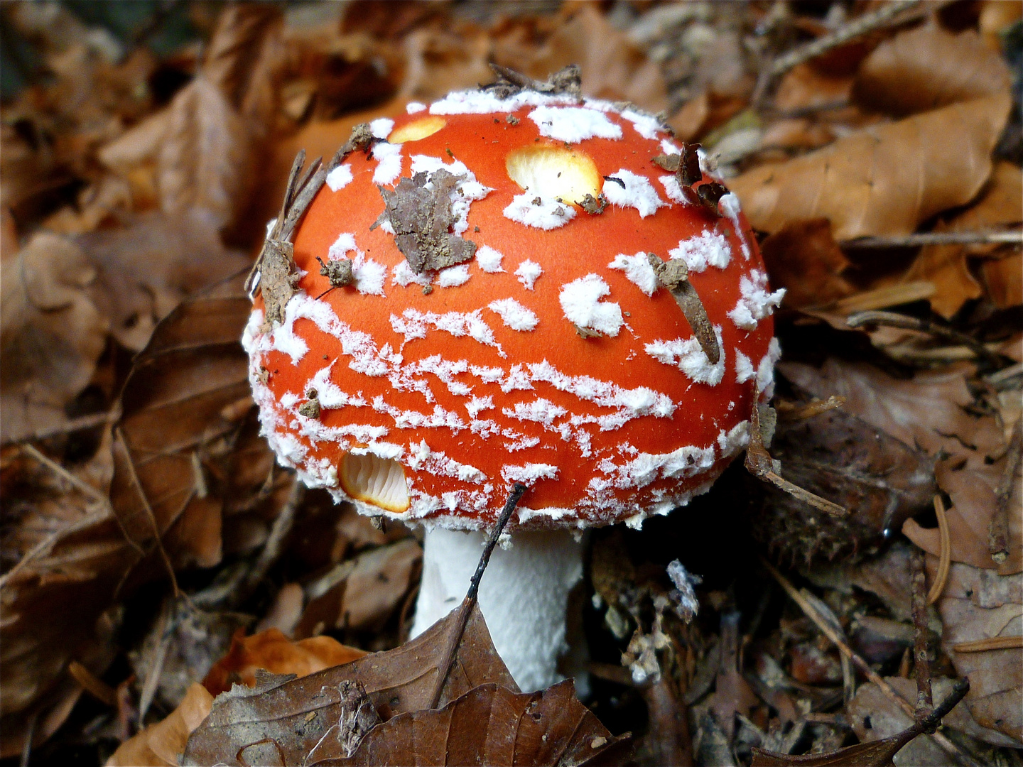 Ein Glückspilz im tiefen Wald ...