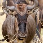 ein Gnu von vielen