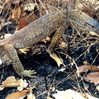 Ein Goanna durchstreift den Busch