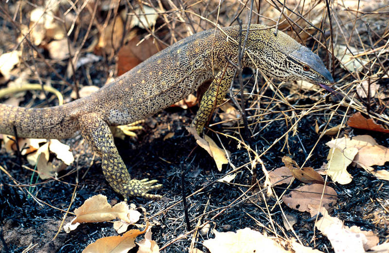 Ein Goanna durchstreift den Busch