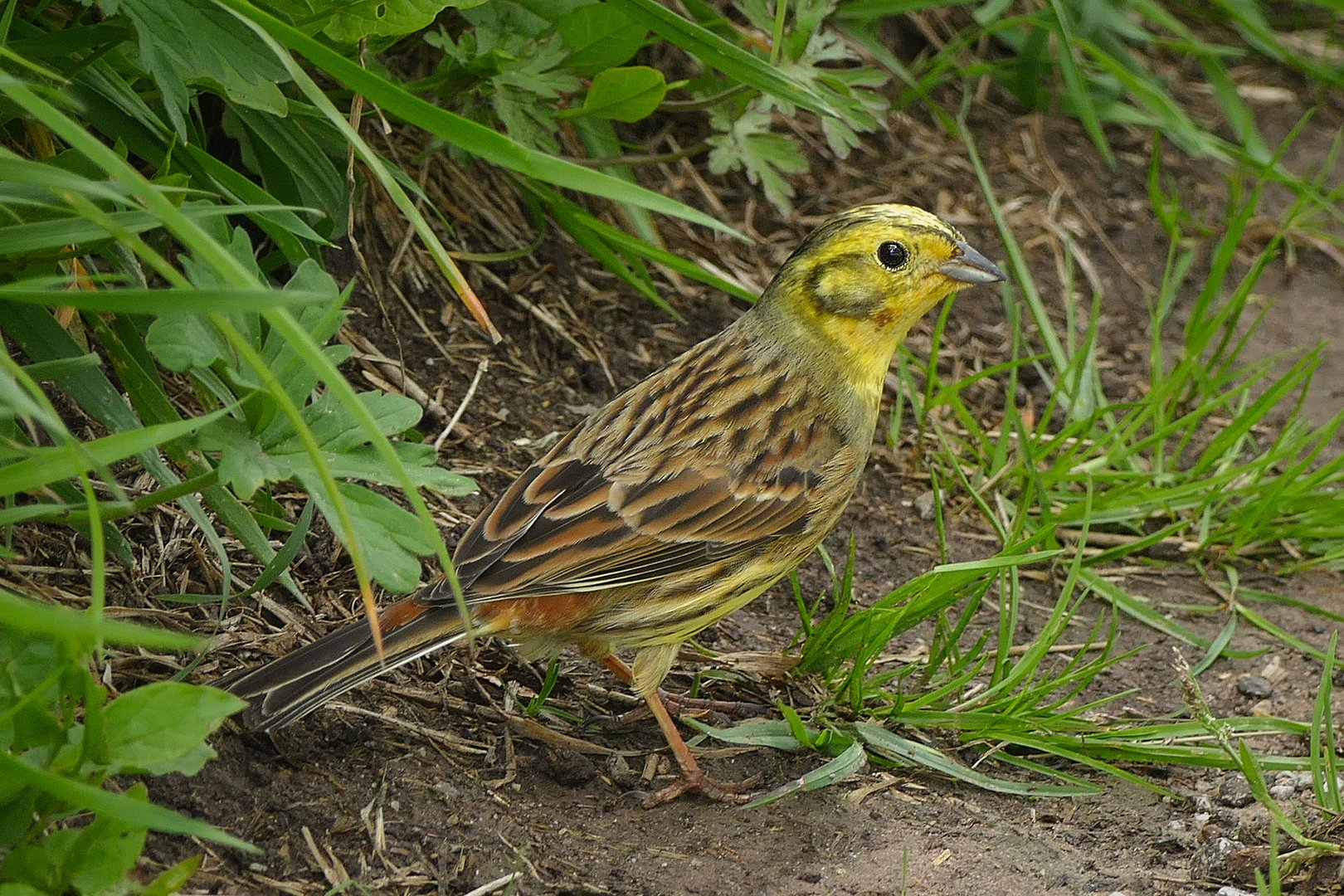 Ein Goldammer-Männchen (?)