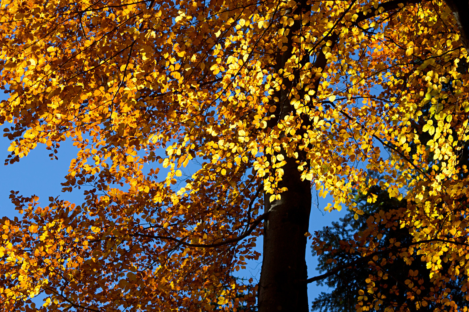 Ein Goldbaum