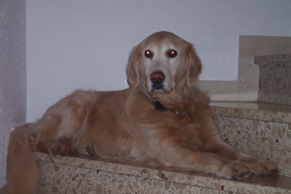 Ein Golden auf der Treppe