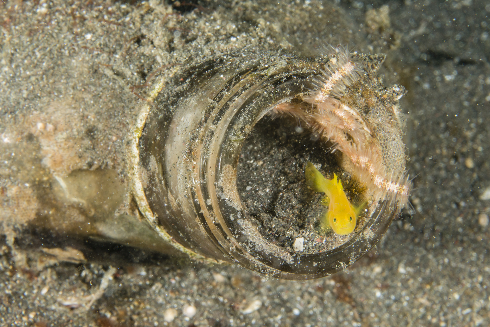 Ein Golden Goby in seinem Zuhause