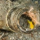 Ein Golden Goby in seinem Zuhause