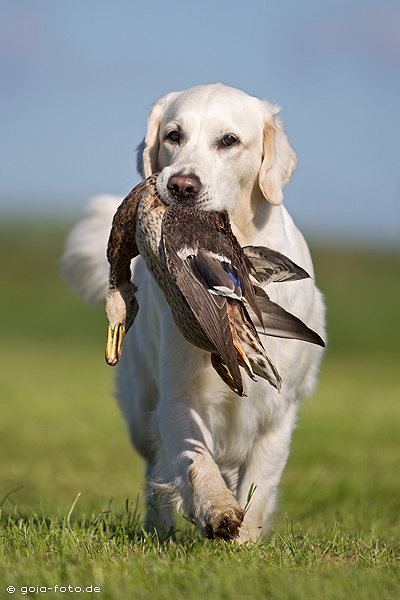 Ein Golden Retriever bei der Arbeit....