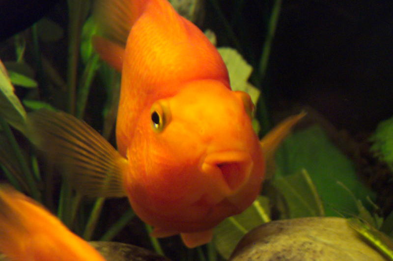 Ein goldener Fisch