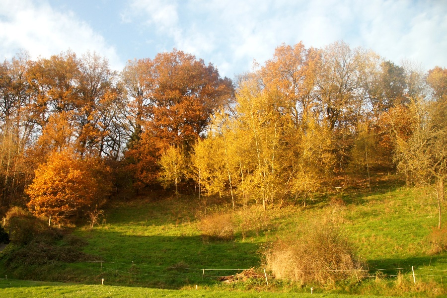 Ein goldener Herbst...