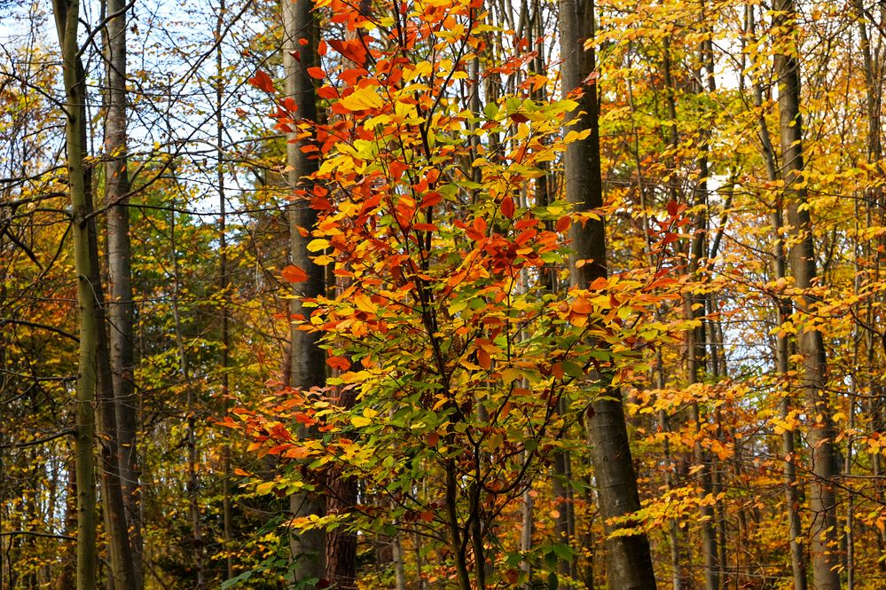 Ein goldener Herbst