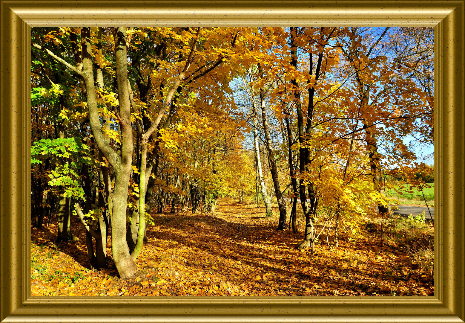 Ein goldener Herbst braucht einen goldenen Rahmen..... 