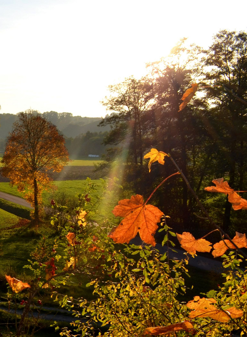 Ein Goldener Herbsttag und was man so alles entdeckt!