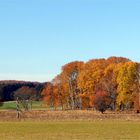 Ein goldener Novembertag