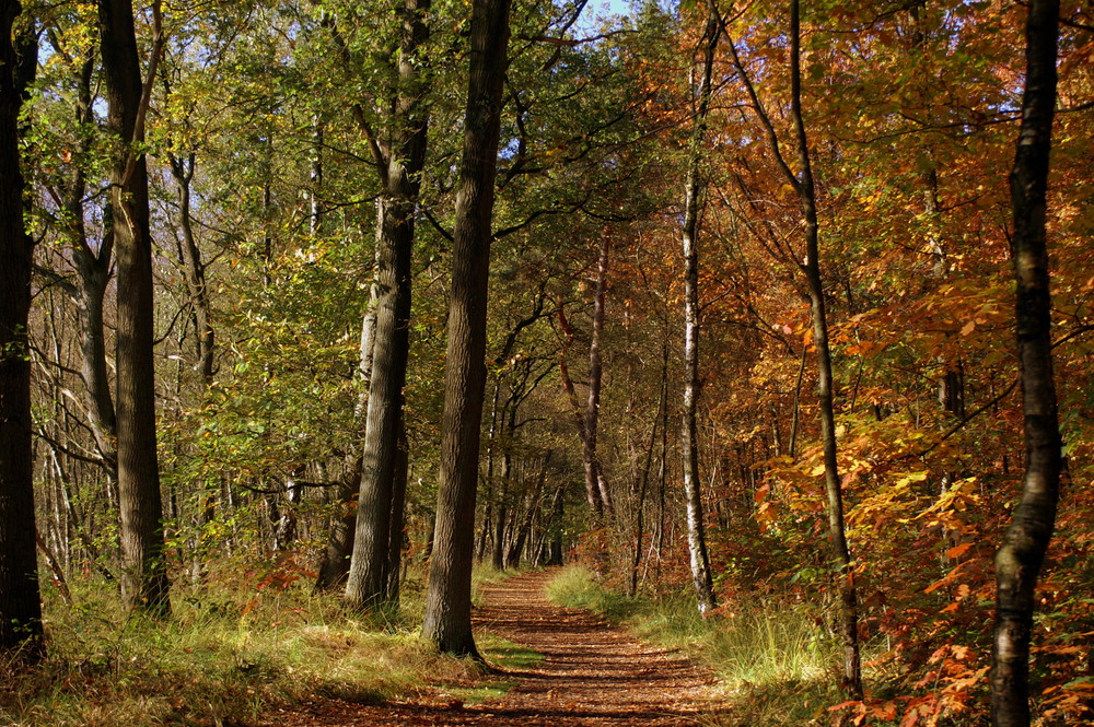 Ein goldener Oktobertag ...