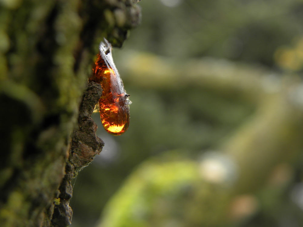 ein goldener Tropfen der Natur