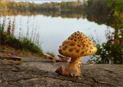 Ein Goldfellschüppling, den See betrachtend.