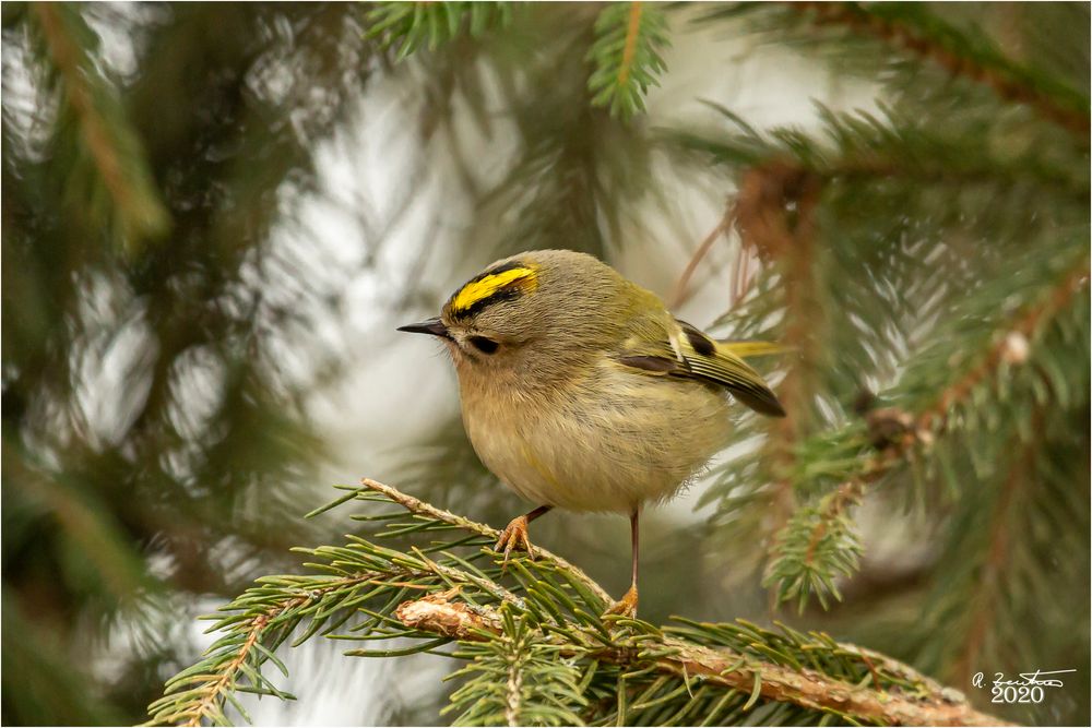 Ein Goldhähnchen