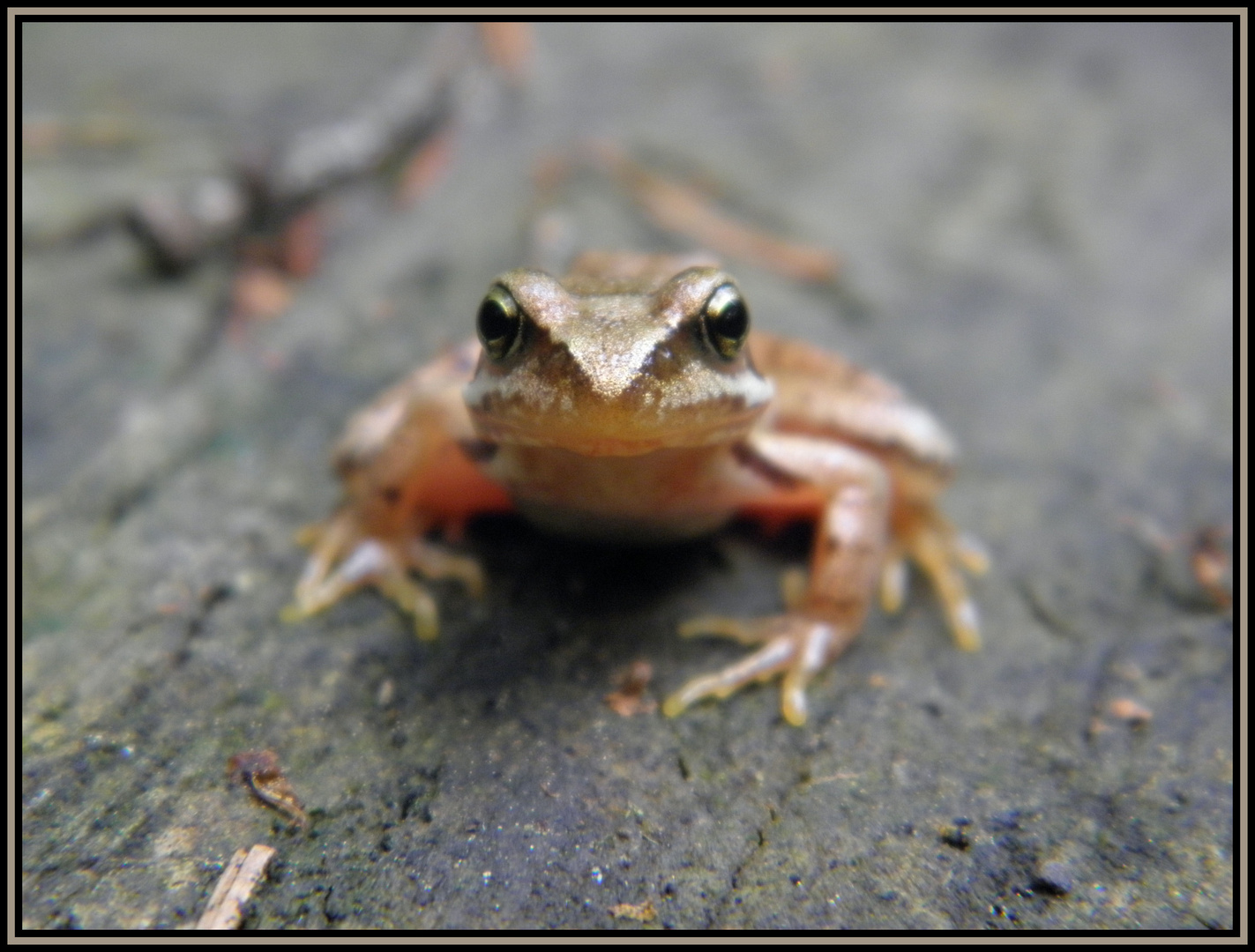 ein goldiger Frosch