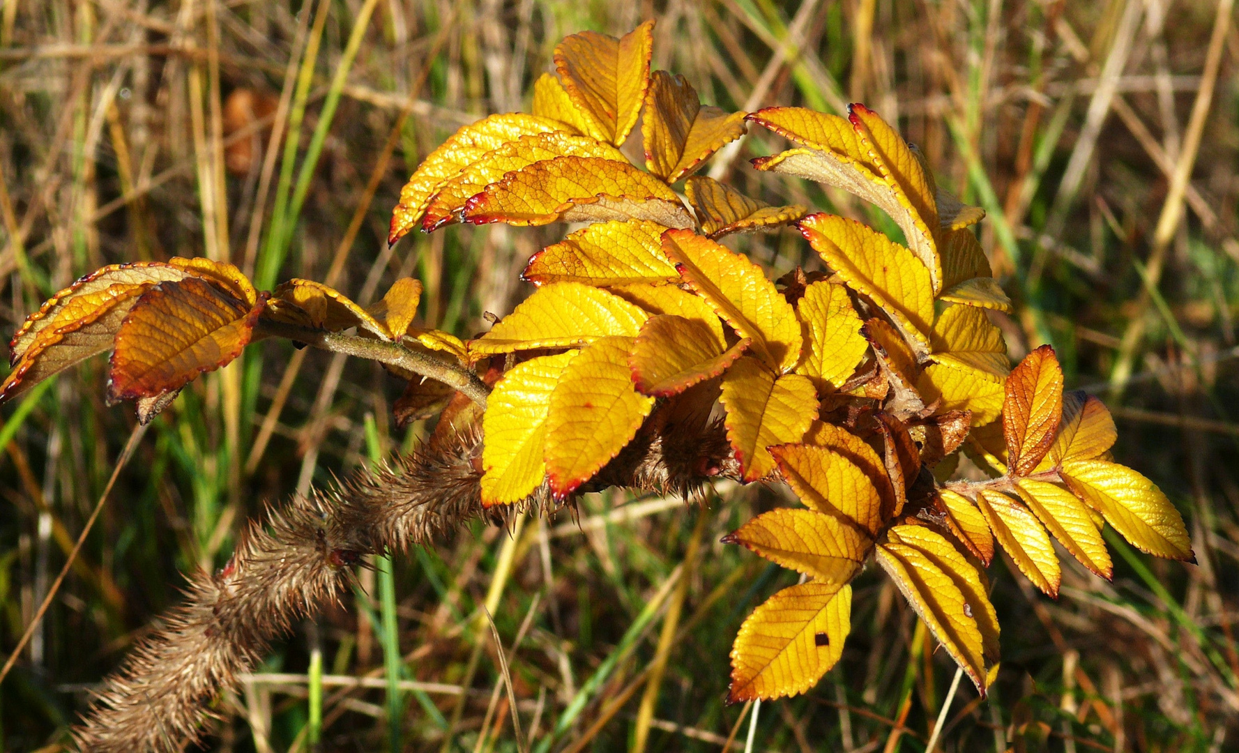 Ein "Goldiger Herbst" geht langsam zu Ende