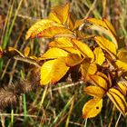 Ein "Goldiger Herbst" geht langsam zu Ende