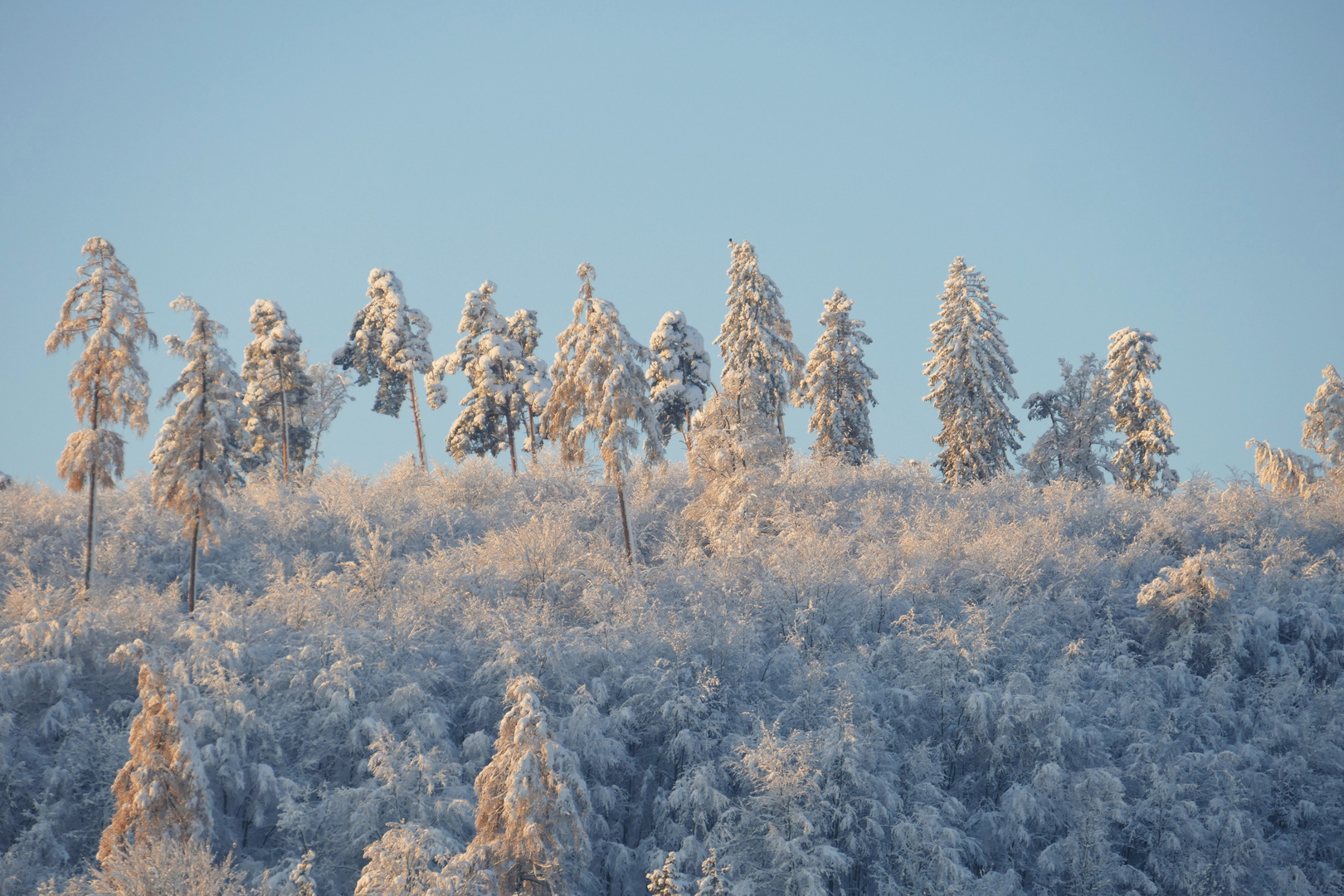 ein goldiges Wintermärchen