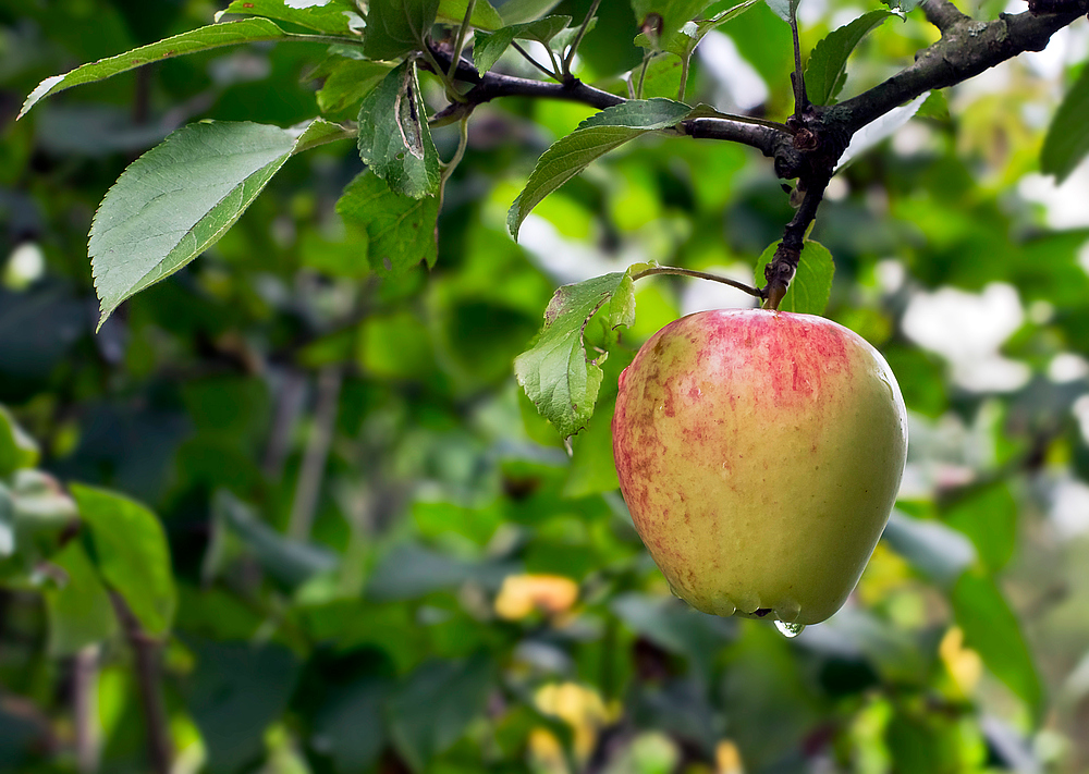 Ein goldner Apfel war sein Schild...