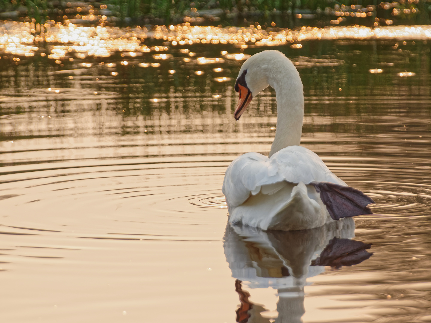 Ein Goldschwan