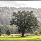 Ein Golfplatz